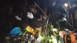 Polisi Sektor Suoh Lampung Barat Evakuasi Korban Diterkam Harimau.