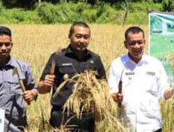 KSA Januari-April 2024, Pessel Tercatat Hasil Produksi Panen Padi Tertinggi Di Sumbar