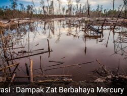 Perantau Desak Bupati 50 Kota Tutup Permanen Tambang Ilegal Manggani dan Meminta APH “Tangkap” Penyuplai Bahan Berbahaya Mercury