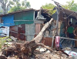 Saat Sedang Tidur Lelap Rumah Nenek Sebatang Kara Tertimpa Pohon Roboh di Bakauheni