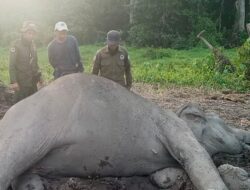 Gajah Liar Dewasa Mati di TNWK, Penyebab Kematian Masih Penyelidikan